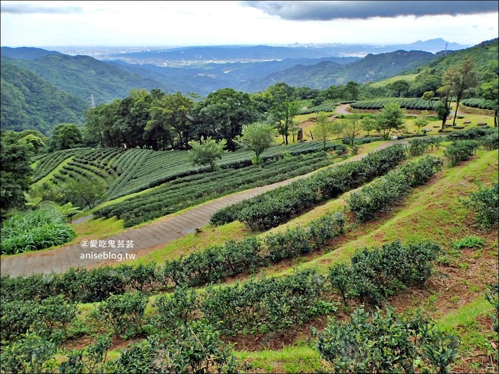 三峽熊空茶園，走一趟台北秘境森林下午茶吧！(姊姊遊記)