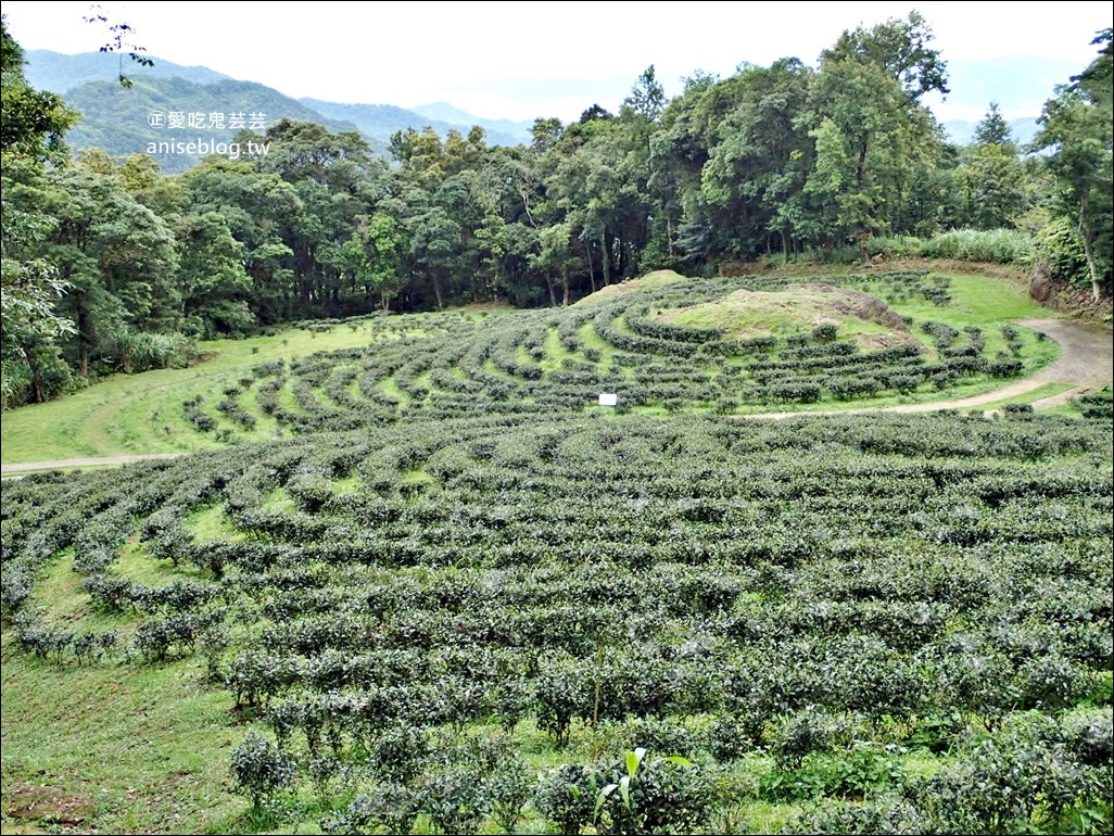 三峽熊空茶園，走一趟台北秘境森林下午茶吧！(姊姊遊記)