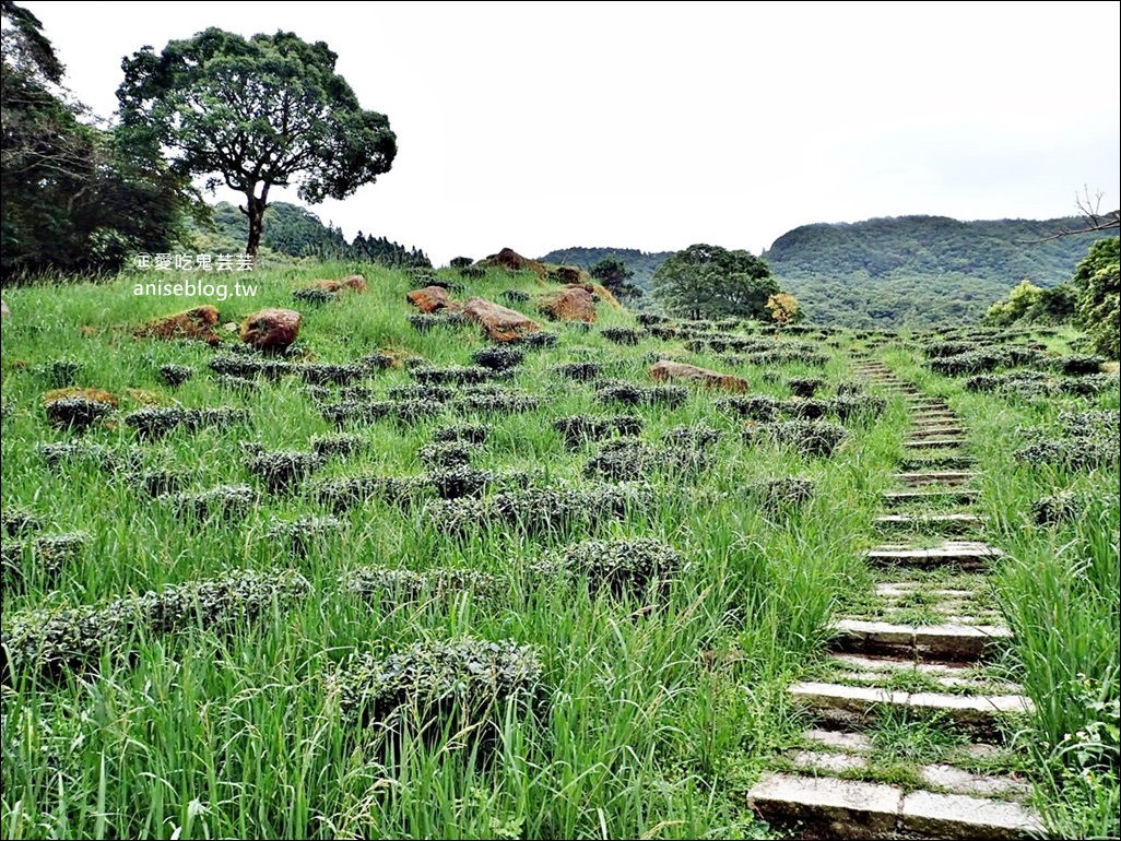 三峽熊空茶園，走一趟台北秘境森林下午茶吧！(姊姊遊記)