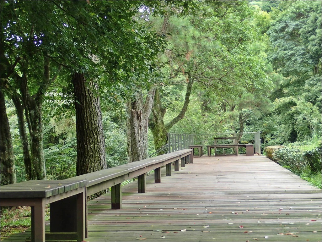 三峽熊空茶園，走一趟台北秘境森林下午茶吧！(姊姊遊記)