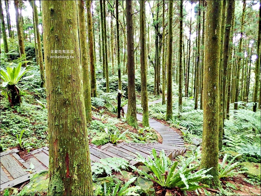 三峽熊空茶園，走一趟台北秘境森林下午茶吧！(姊姊遊記)