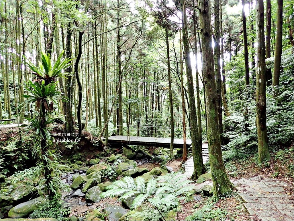 三峽熊空茶園，走一趟台北秘境森林下午茶吧！(姊姊遊記)