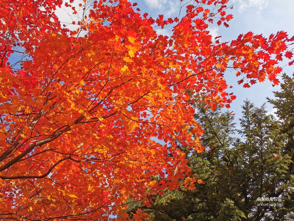 札幌女子5日小旅行 | 中島公園賞楓、札幌電視台夜景、開陽亭活毛蟹三吃、札幌啤酒博物館、北海道戀人觀光工廠、MITSUI OUTLET PARK 札幌北廣島、舊道廳、tsubaki salon吃鬆餅