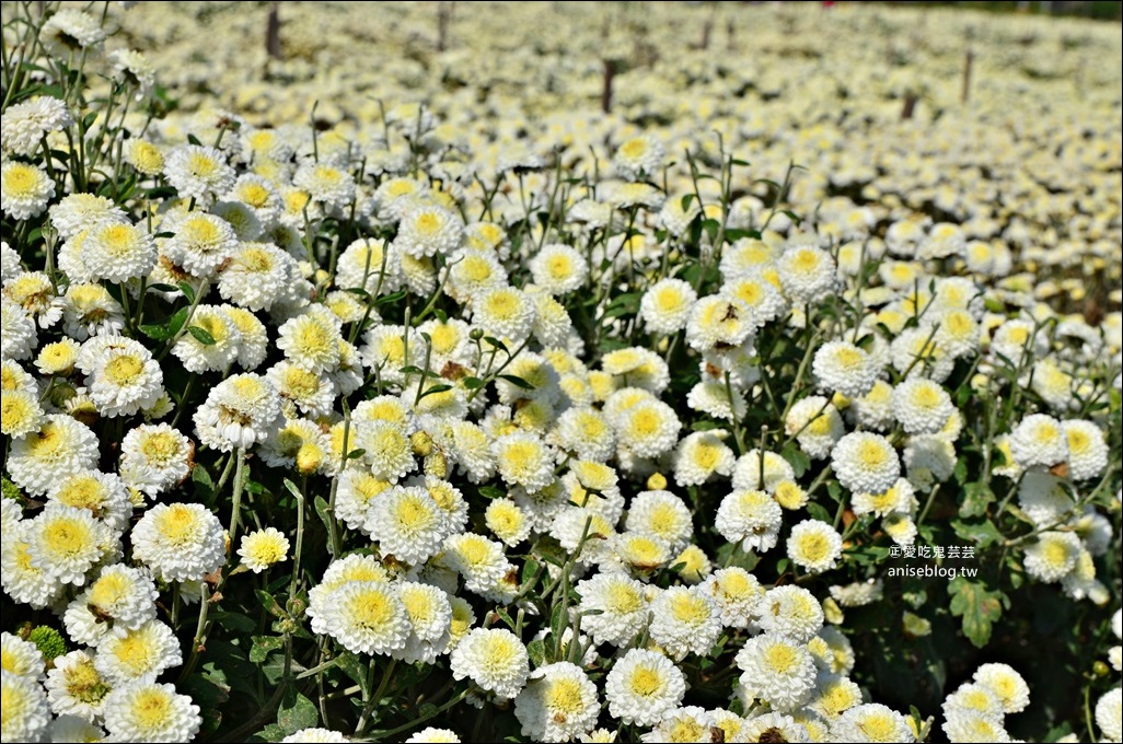 銅鑼杭菊賞花秘境，苗栗一日遊(姊姊遊記)