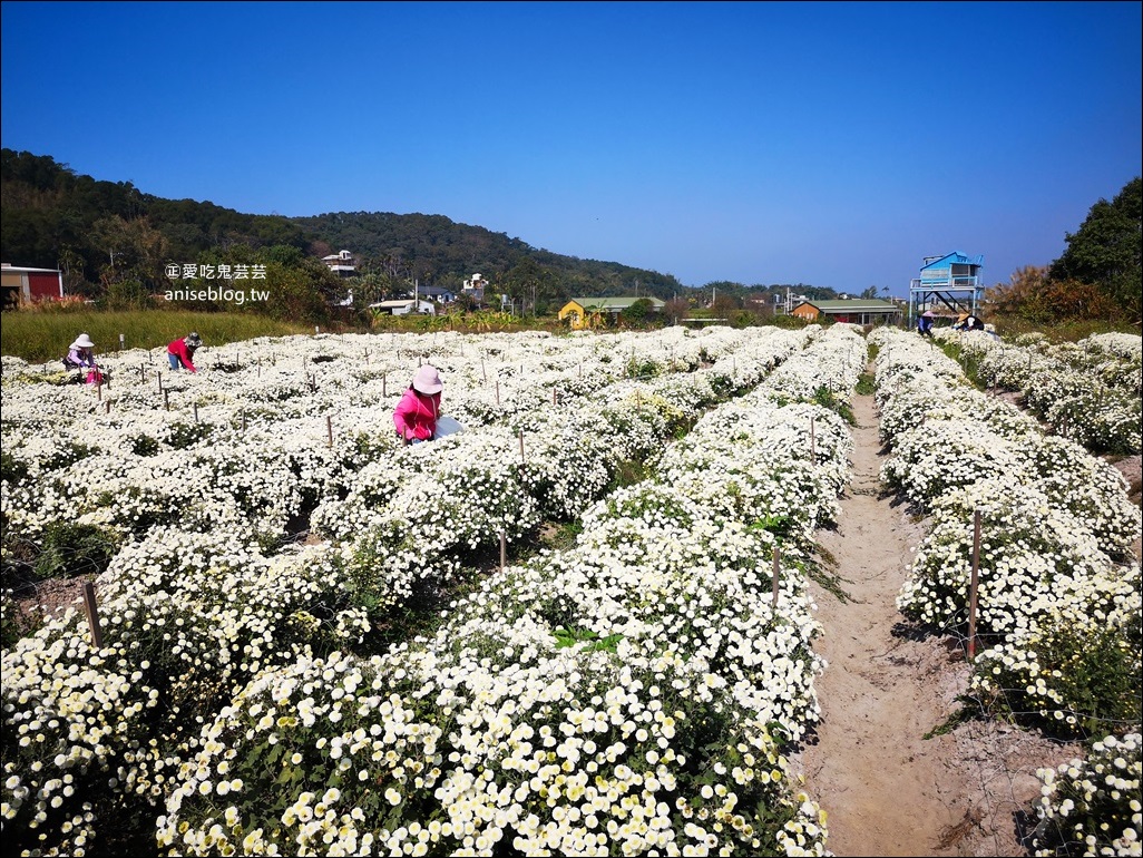 銅鑼杭菊賞花秘境，苗栗一日遊(姊姊遊記)