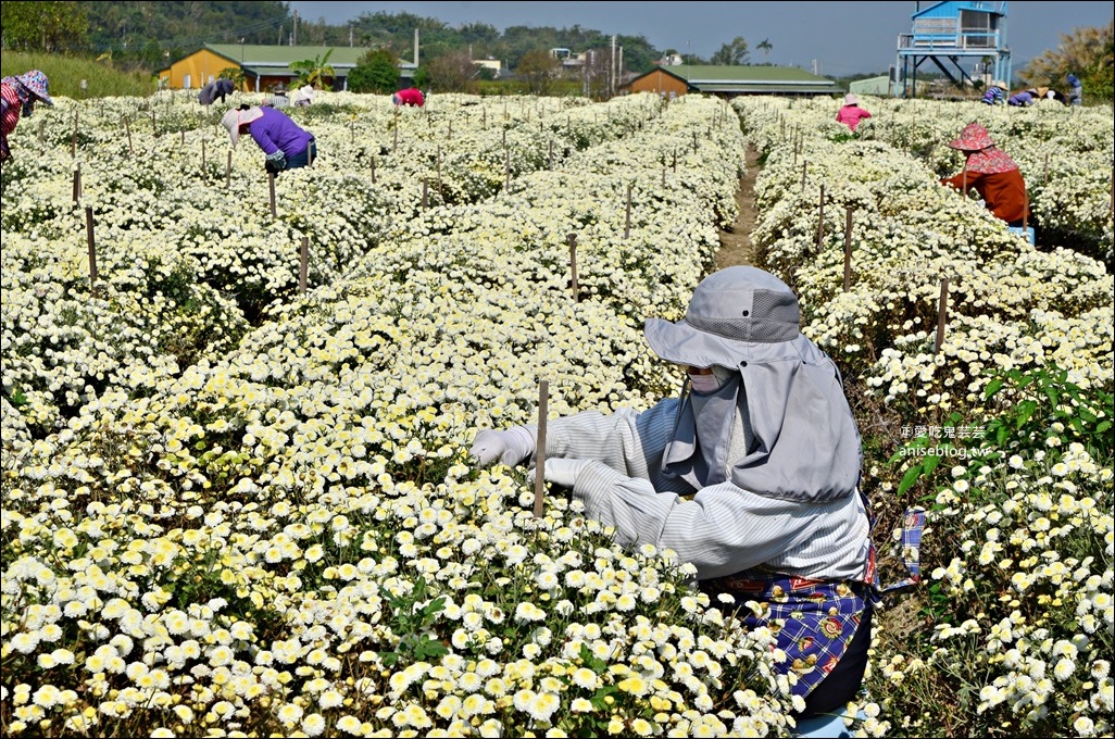 銅鑼杭菊賞花秘境，苗栗一日遊(姊姊遊記)