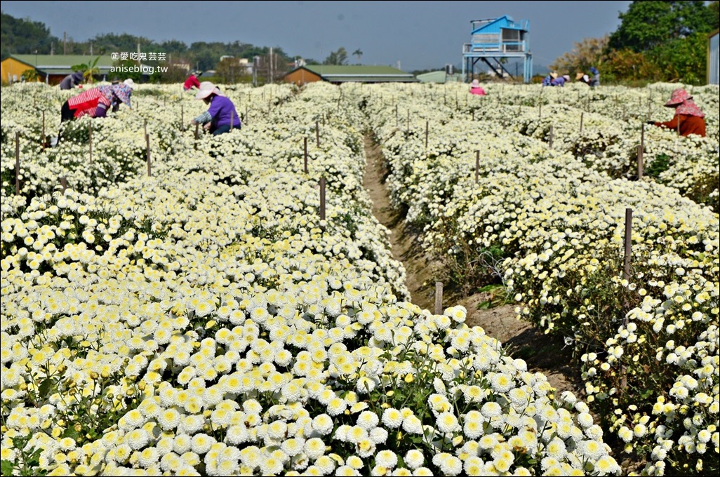 銅鑼杭菊賞花秘境，苗栗一日遊(姊姊遊記)