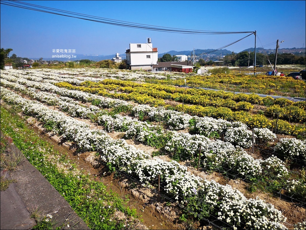 銅鑼杭菊賞花秘境，苗栗一日遊(姊姊遊記)