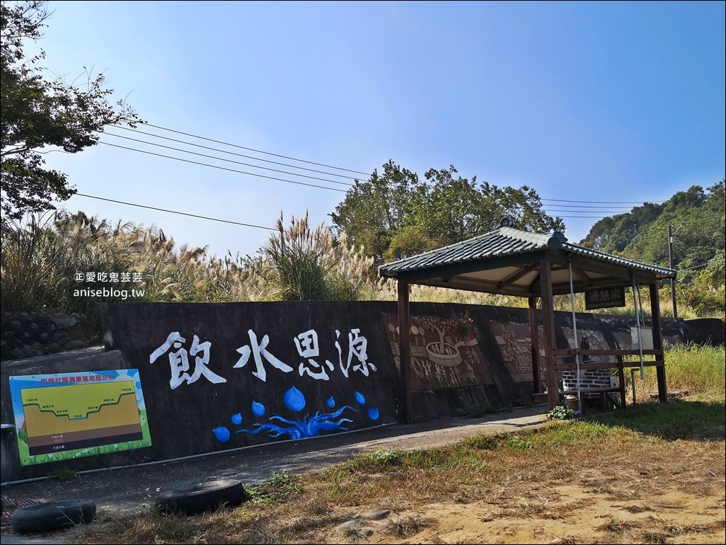 銅鑼杭菊賞花秘境，苗栗一日遊(姊姊遊記)