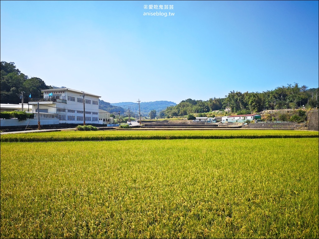 銅鑼杭菊賞花秘境，苗栗一日遊(姊姊遊記)