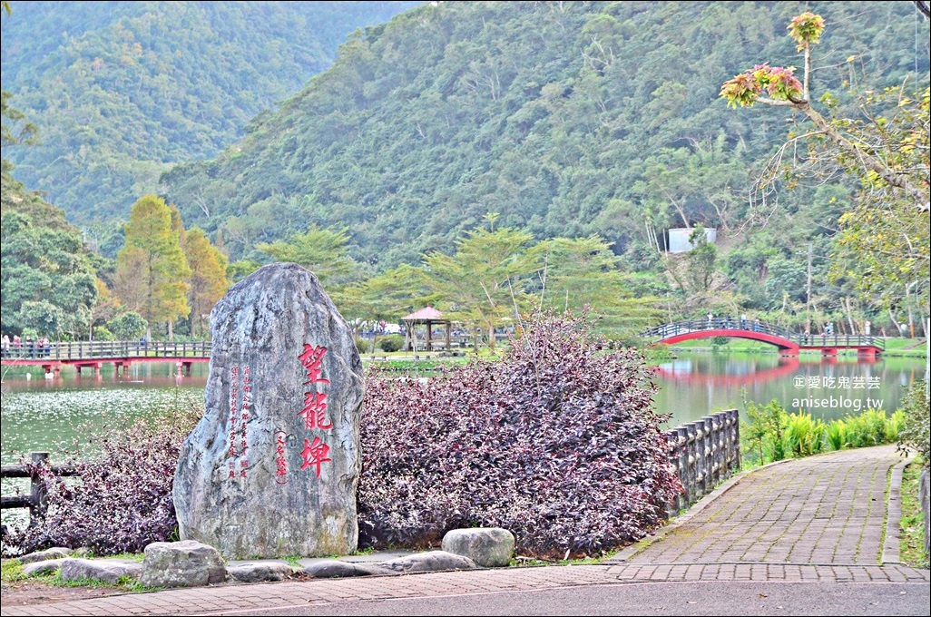 絕美七彩落羽松，八個宜蘭落羽松秘境景點一次收集(姊姊遊記)