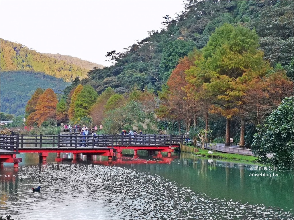 絕美七彩落羽松，八個宜蘭落羽松秘境景點一次收集(姊姊遊記)