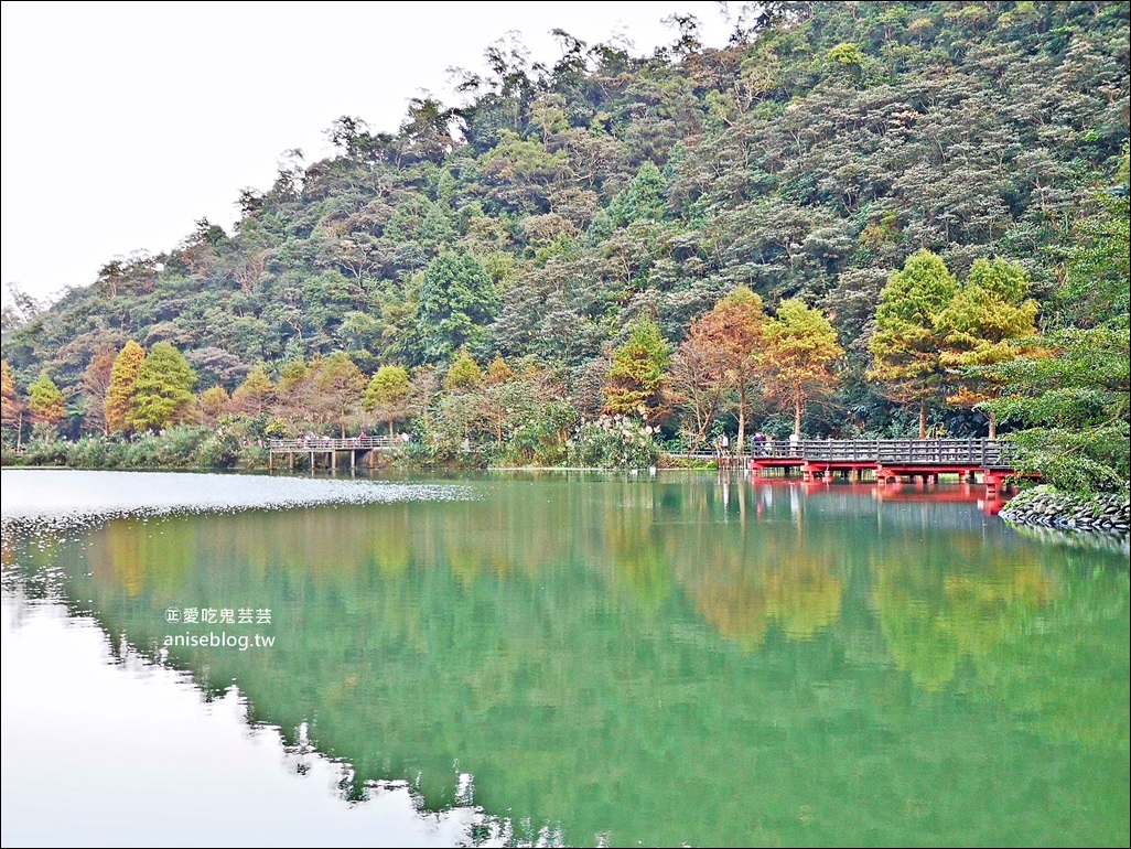 絕美七彩落羽松，八個宜蘭落羽松秘境景點一次收集(姊姊遊記)