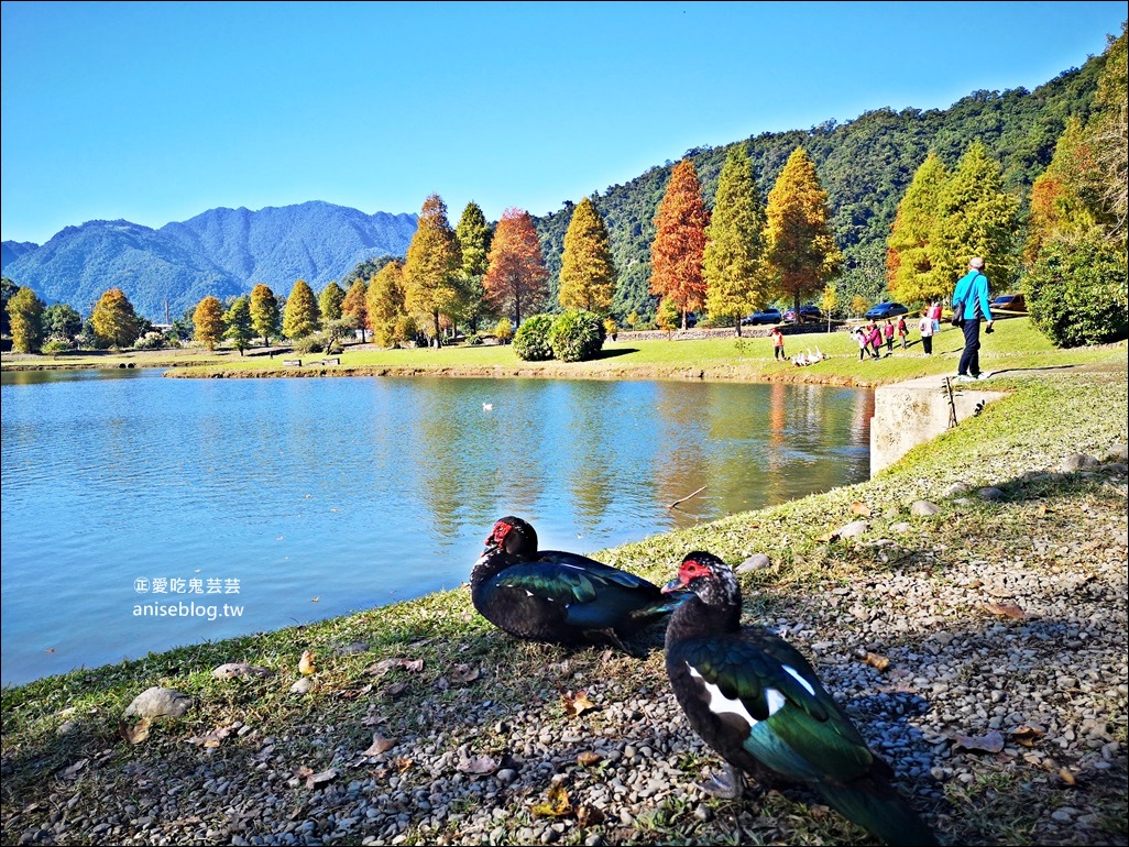 絕美七彩落羽松，八個宜蘭落羽松秘境景點一次收集(姊姊遊記)