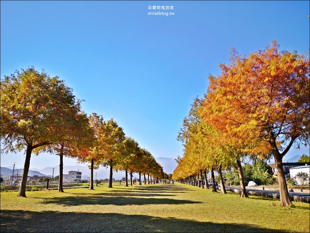 絕美七彩落羽松，八個宜蘭落羽松秘境景點一次收集(姊姊遊記)