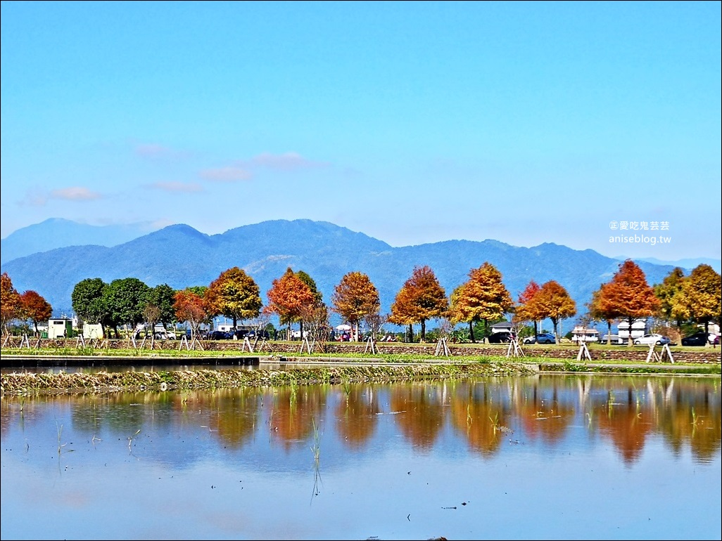 絕美七彩落羽松，八個宜蘭落羽松秘境景點一次收集(姊姊遊記)