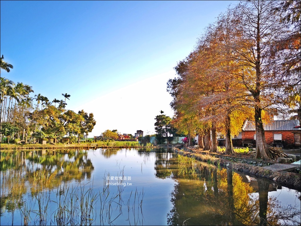 絕美七彩落羽松，八個宜蘭落羽松秘境景點一次收集(姊姊遊記)