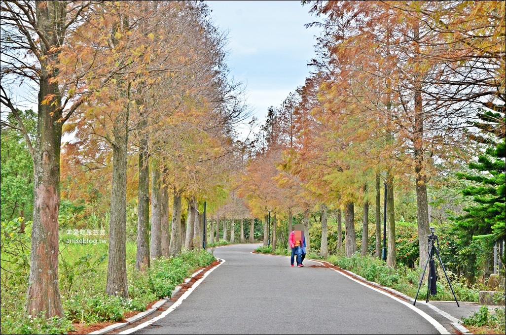 一次收集7個桃竹苗落羽松絕景，拍出如詩如畫的網美照！(姊姊遊記)