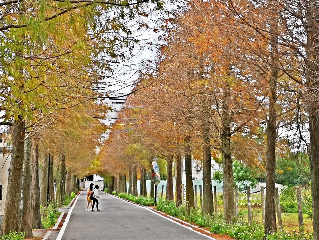 一次收集7個桃竹苗落羽松絕景，拍出如詩如畫的網美照！(姊姊遊記)