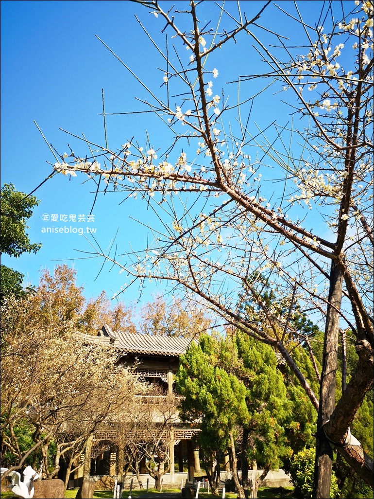 北台灣賞梅勝地，角板山、石門水庫、慈湖、至善園、士林官邸、志成公園(姊姊遊記)