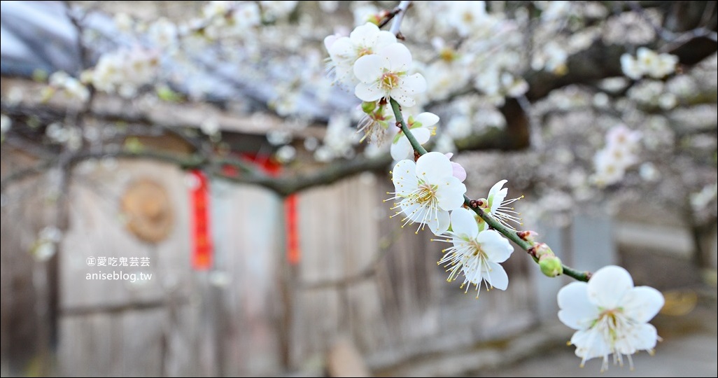 蔡家古厝梅園、石家梅園、石龜梅園，南投信義鄉賞梅小旅行1/7日花況(姊姊遊記) @愛吃鬼芸芸