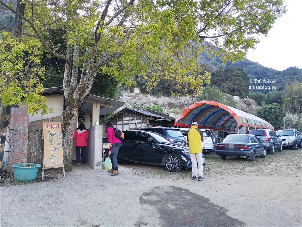 蔡家古厝梅園、石家梅園、石龜梅園，南投信義鄉賞梅小旅行1/7日花況(姊姊遊記)