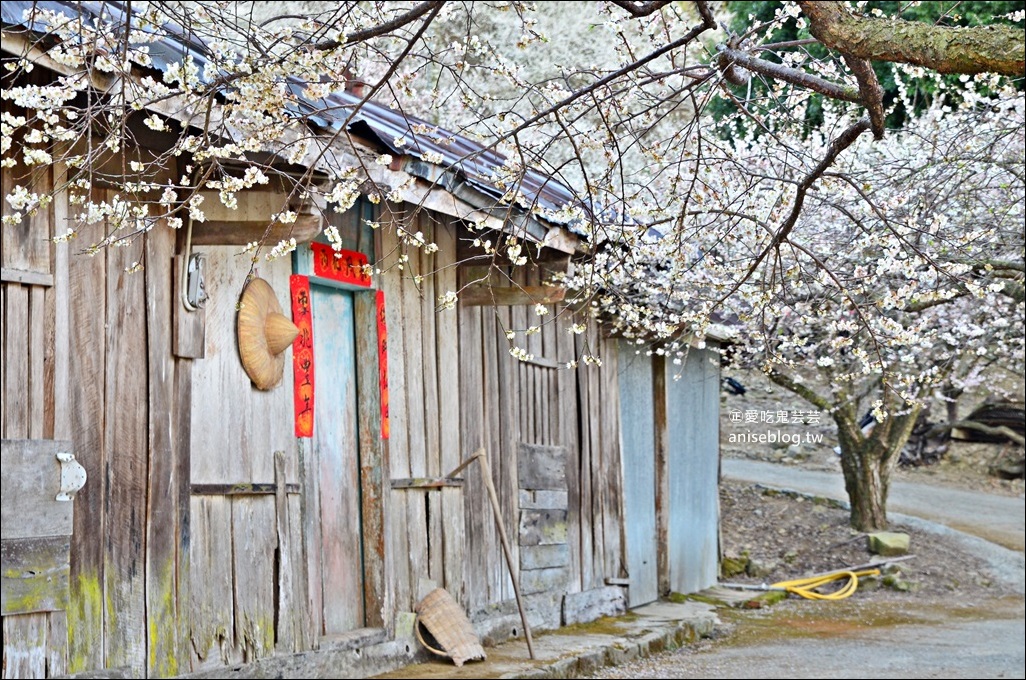 蔡家古厝梅園、石家梅園、石龜梅園，南投信義鄉賞梅小旅行1/7日花況(姊姊遊記)