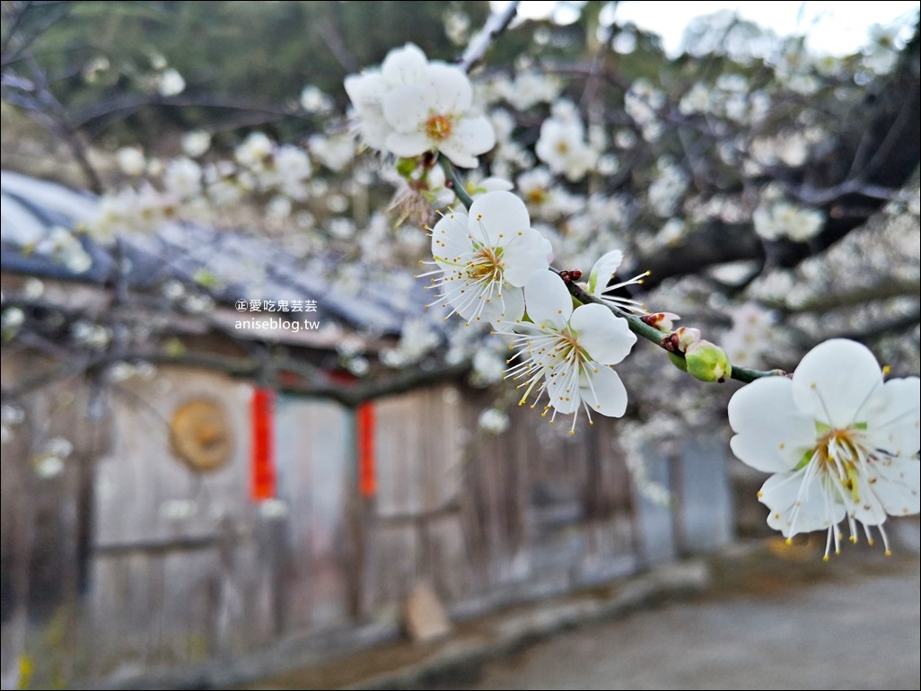 蔡家古厝梅園、石家梅園、石龜梅園，南投信義鄉賞梅小旅行1/7日花況(姊姊遊記)