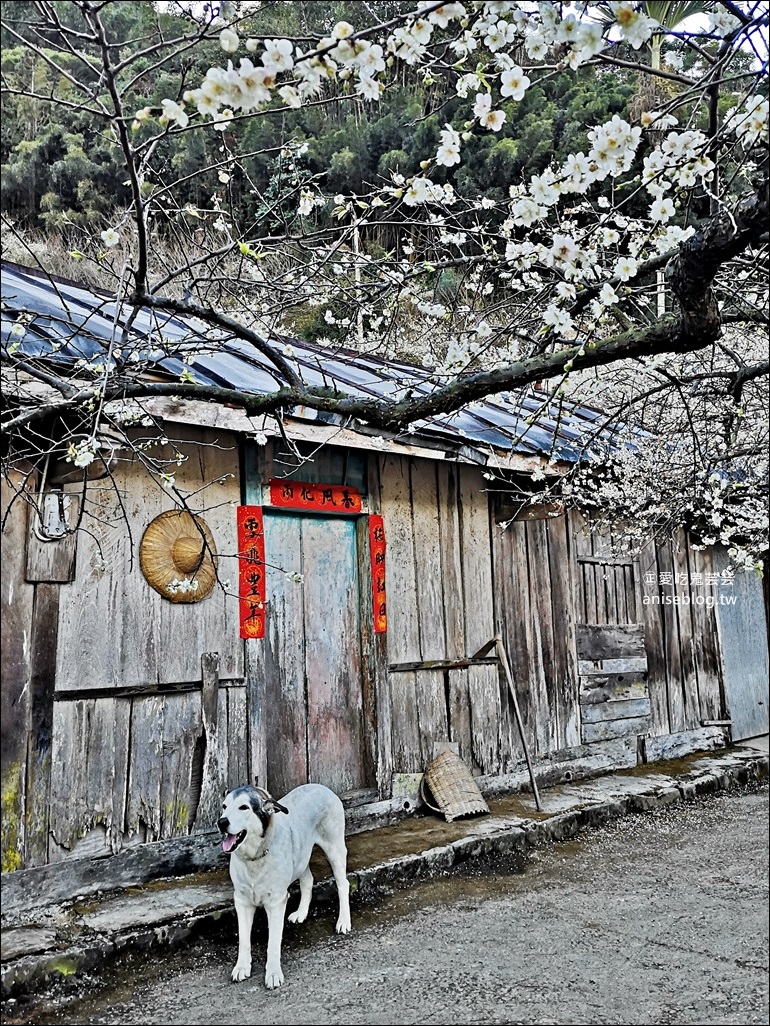 蔡家古厝梅園、石家梅園、石龜梅園，南投信義鄉賞梅小旅行1/7日花況(姊姊遊記)