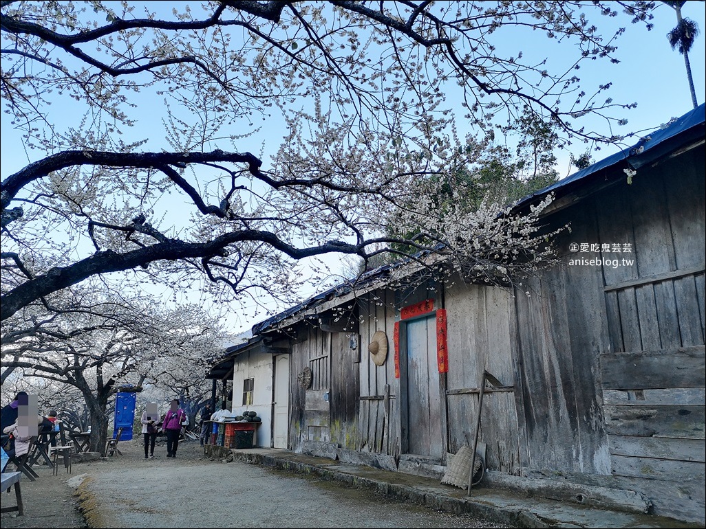 蔡家古厝梅園、石家梅園、石龜梅園，南投信義鄉賞梅小旅行1/7日花況(姊姊遊記)