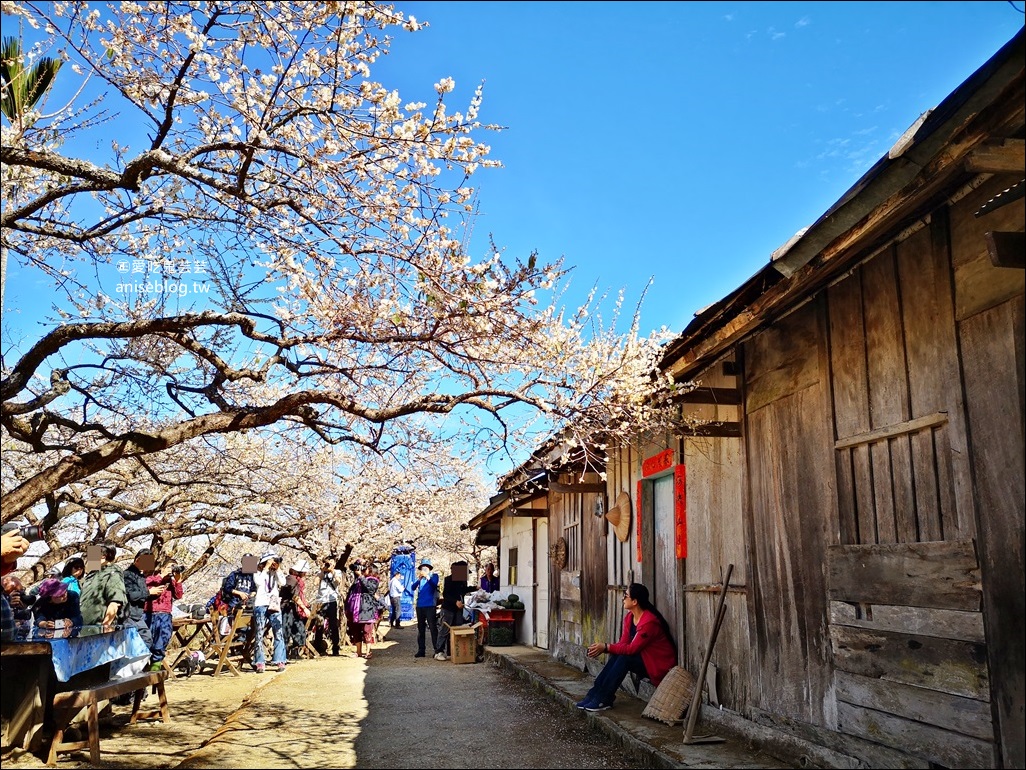 蔡家古厝梅園、石家梅園、石龜梅園，南投信義鄉賞梅小旅行1/7日花況(姊姊遊記)