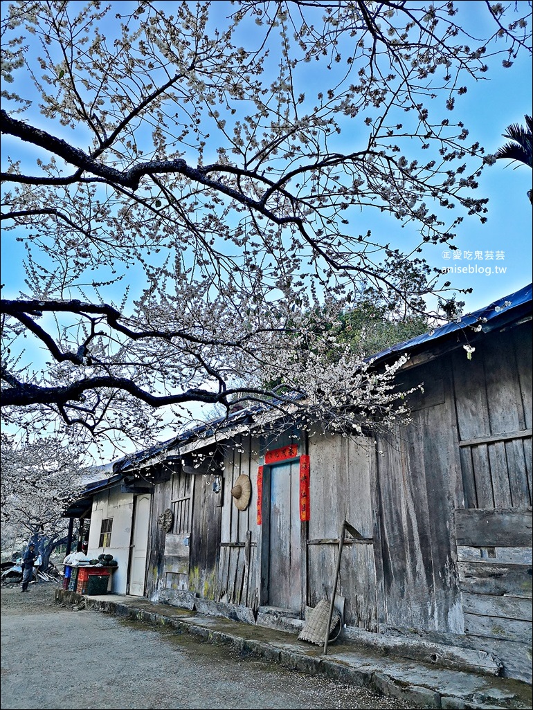 蔡家古厝梅園、石家梅園、石龜梅園，南投信義鄉賞梅小旅行1/7日花況(姊姊遊記)