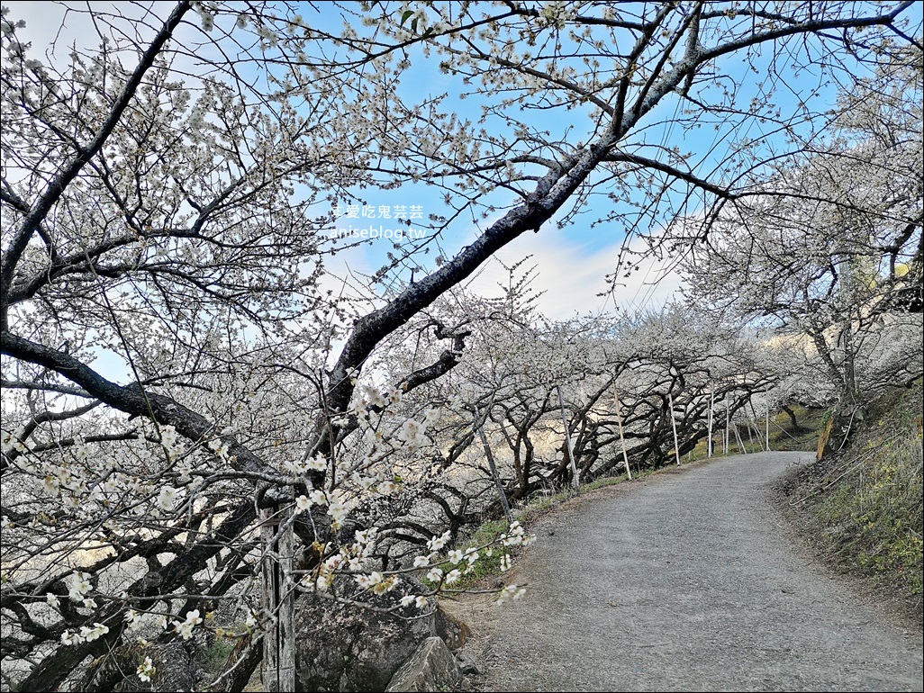 蔡家古厝梅園、石家梅園、石龜梅園，南投信義鄉賞梅小旅行1/7日花況(姊姊遊記)