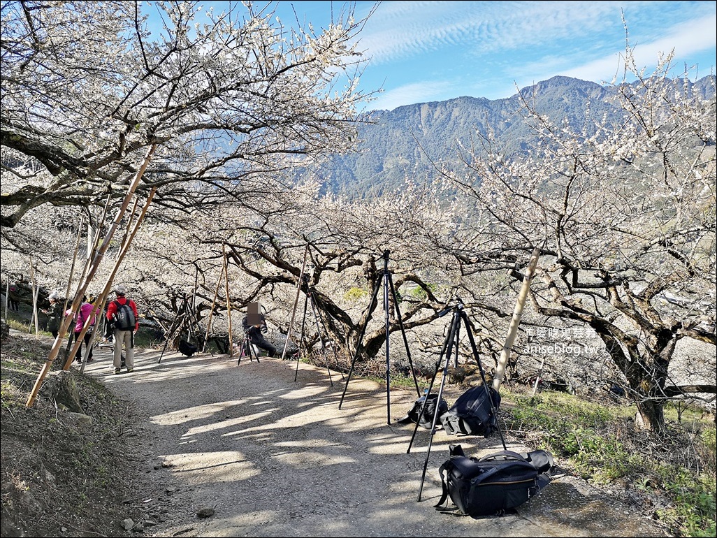 蔡家古厝梅園、石家梅園、石龜梅園，南投信義鄉賞梅小旅行1/7日花況(姊姊遊記)