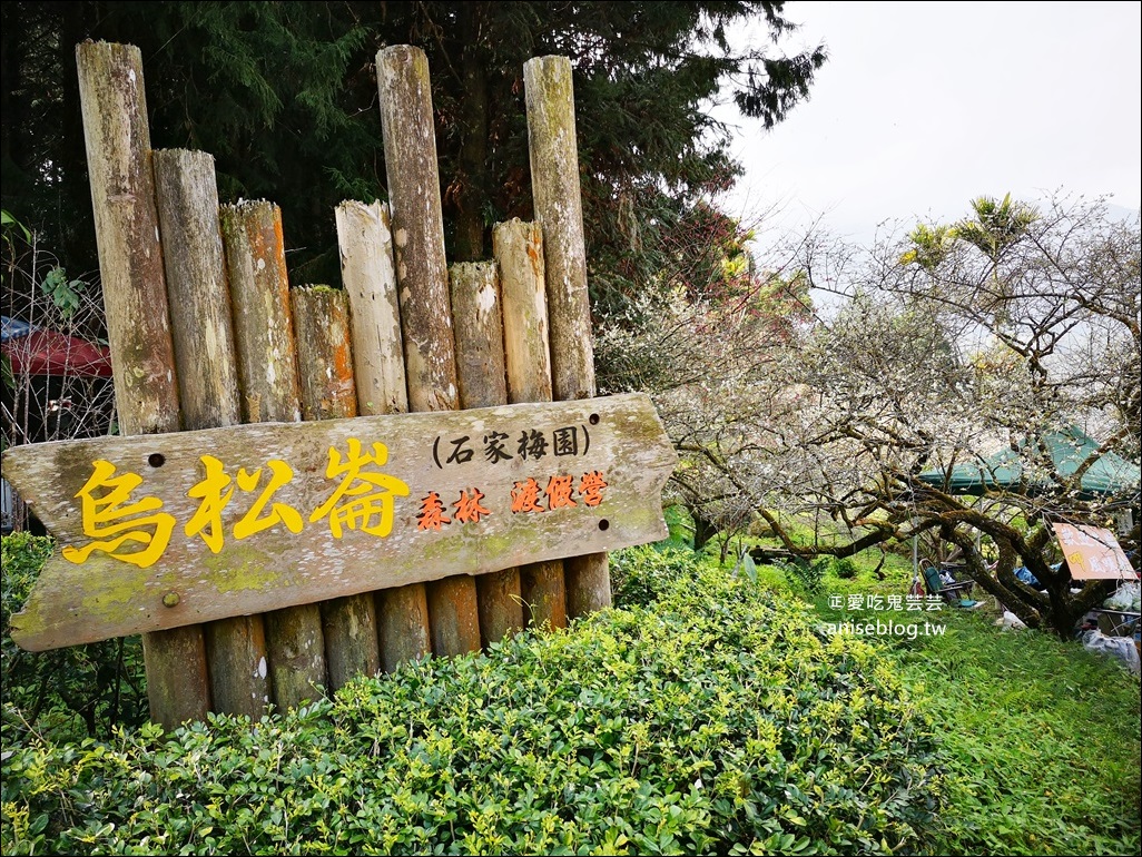 蔡家古厝梅園、石家梅園、石龜梅園，南投信義鄉賞梅小旅行1/7日花況(姊姊遊記)