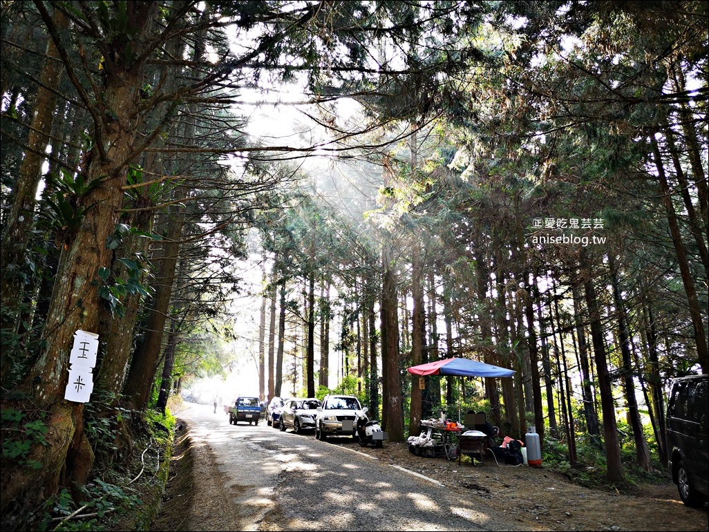 蔡家古厝梅園、石家梅園、石龜梅園，南投信義鄉賞梅小旅行1/7日花況(姊姊遊記)