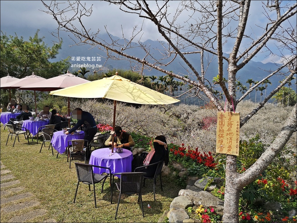 蔡家古厝梅園、石家梅園、石龜梅園，南投信義鄉賞梅小旅行1/7日花況(姊姊遊記)