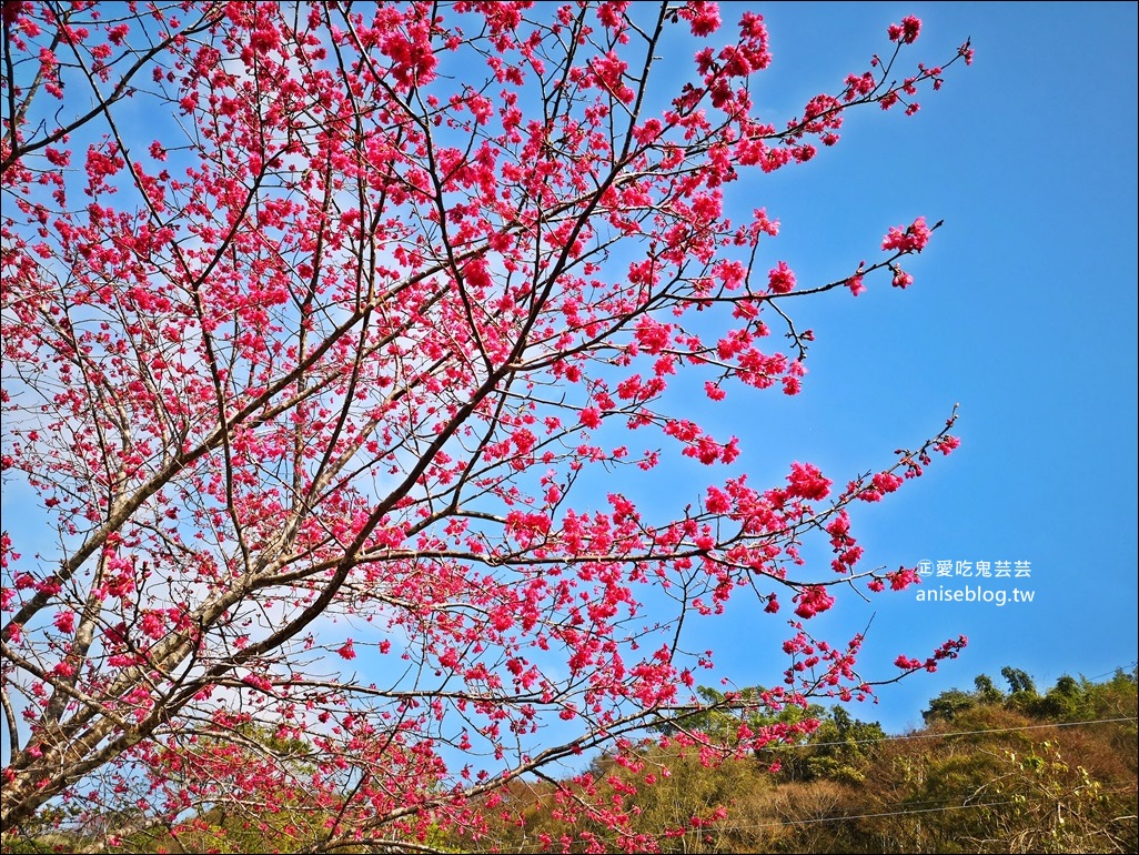 蔡家古厝梅園、石家梅園、石龜梅園，南投信義鄉賞梅小旅行1/7日花況(姊姊遊記)