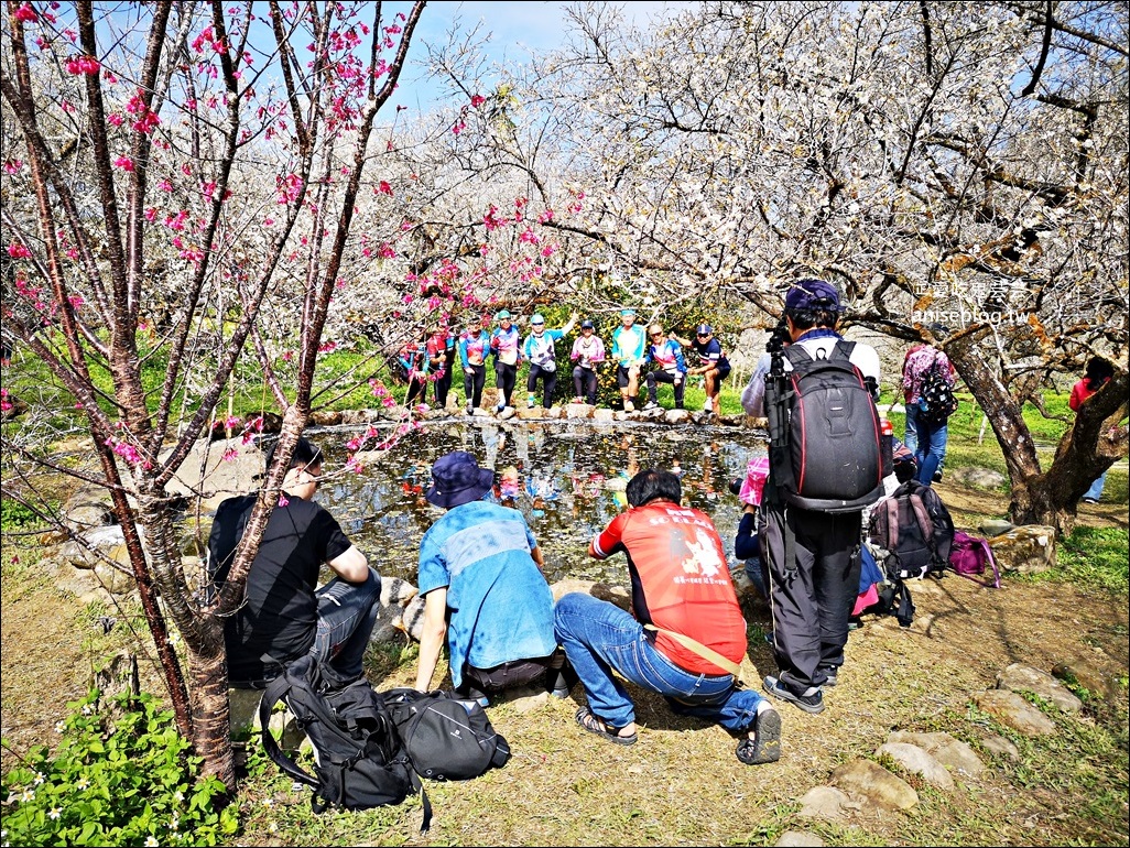 蔡家古厝梅園、石家梅園、石龜梅園，南投信義鄉賞梅小旅行1/7日花況(姊姊遊記)