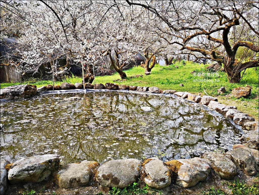 蔡家古厝梅園、石家梅園、石龜梅園，南投信義鄉賞梅小旅行1/7日花況(姊姊遊記)