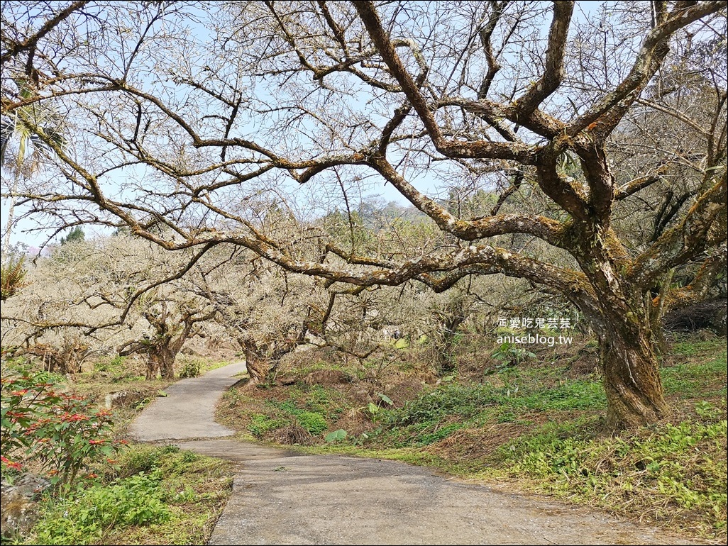 蔡家古厝梅園、石家梅園、石龜梅園，南投信義鄉賞梅小旅行1/7日花況(姊姊遊記)