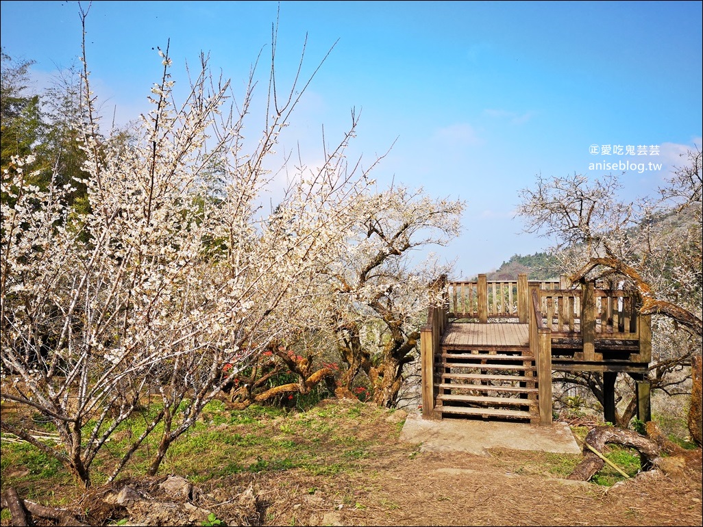 蔡家古厝梅園、石家梅園、石龜梅園，南投信義鄉賞梅小旅行1/7日花況(姊姊遊記)