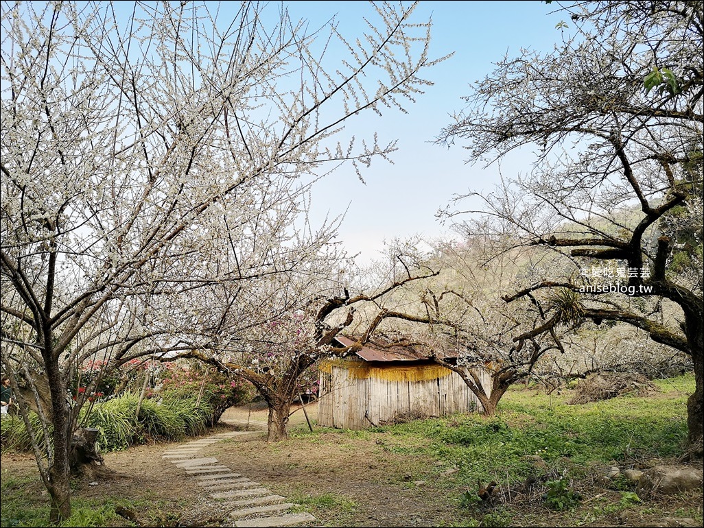 蔡家古厝梅園、石家梅園、石龜梅園，南投信義鄉賞梅小旅行1/7日花況(姊姊遊記)