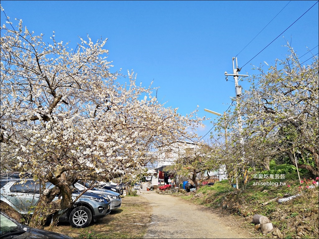 蔡家古厝梅園、石家梅園、石龜梅園，南投信義鄉賞梅小旅行1/7日花況(姊姊遊記)