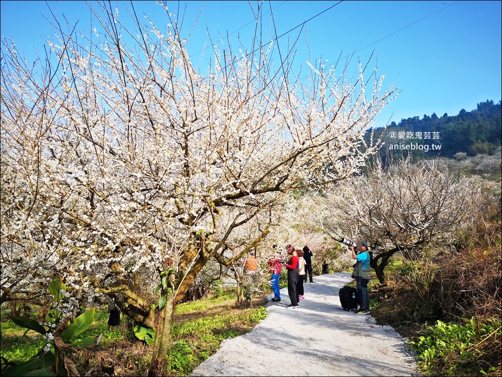 蔡家古厝梅園、石家梅園、石龜梅園，南投信義鄉賞梅小旅行1/7日花況(姊姊遊記)