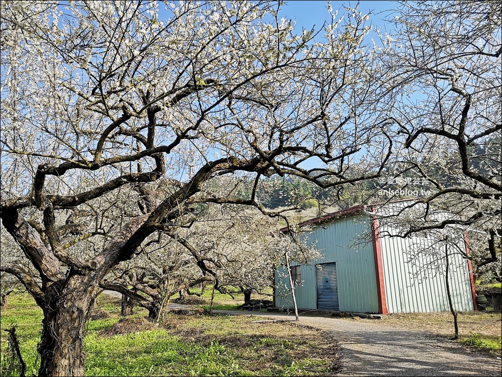 蔡家古厝梅園、石家梅園、石龜梅園，南投信義鄉賞梅小旅行1/7日花況(姊姊遊記)