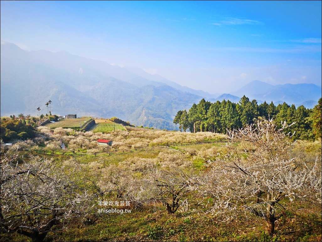 蔡家古厝梅園、石家梅園、石龜梅園，南投信義鄉賞梅小旅行1/7日花況(姊姊遊記)