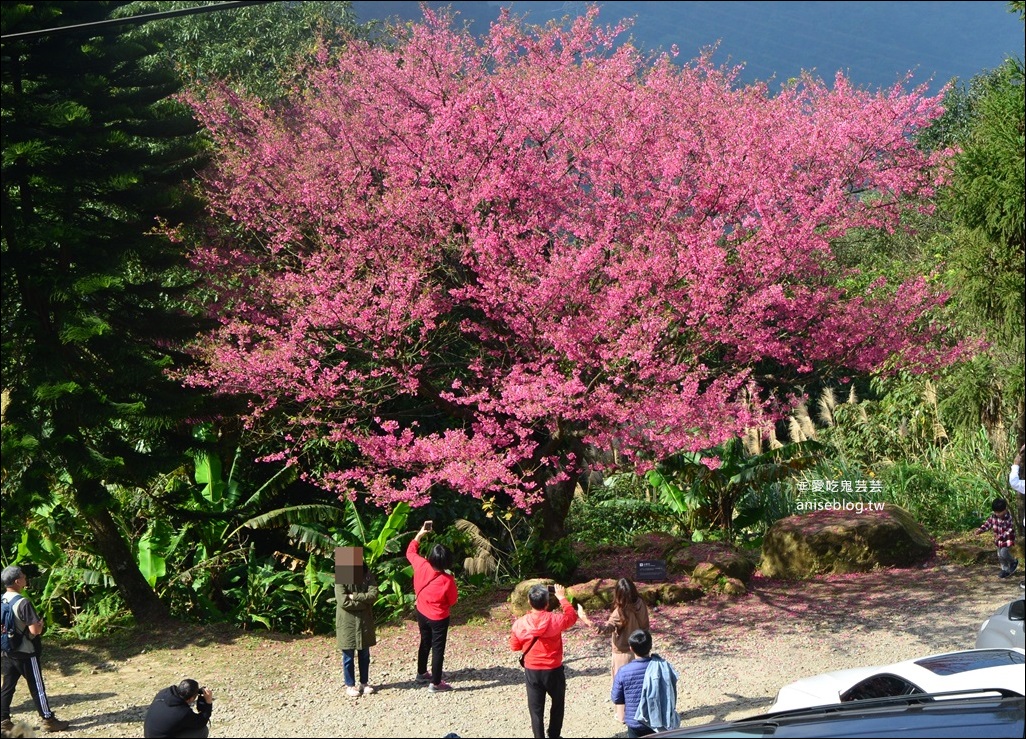 台北、新北櫻花季，8個景點、秘境一次收錄，陸續更新(姊姊遊記)