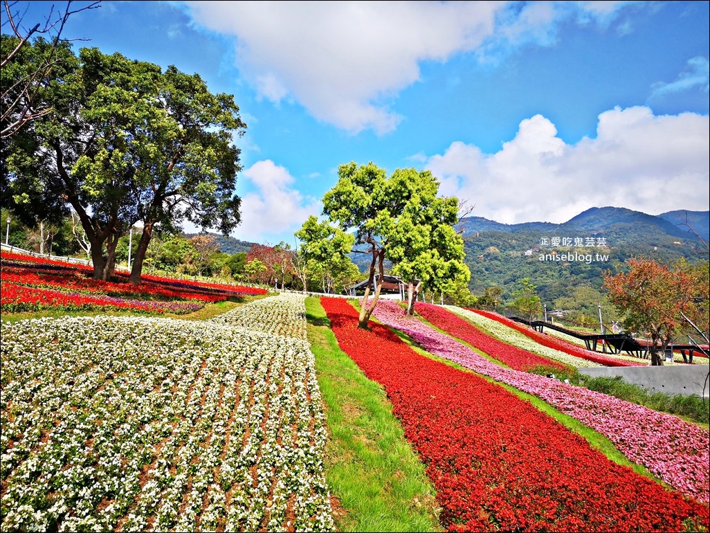 北投社三層崎公園花海，台版小美瑛、富良野四季彩之丘，北投新景點(姊姊遊記)