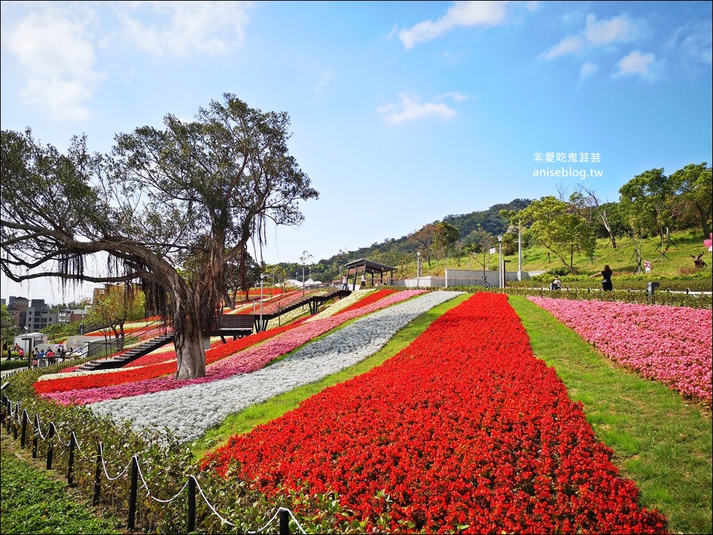 北投社三層崎公園花海，台版小美瑛、富良野四季彩之丘，北投新景點(姊姊遊記)